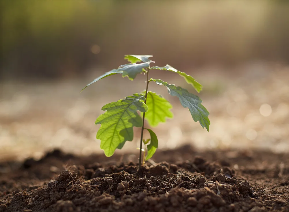 Sustainability and Environment